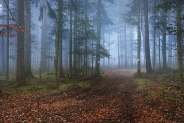 Sis karanlık çam ormanında bir yol