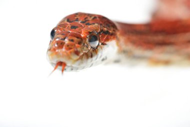 Renkli kırmızı egzotik çim yılan 