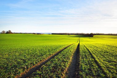 Bir orman ile gür yeşil tarım alanı