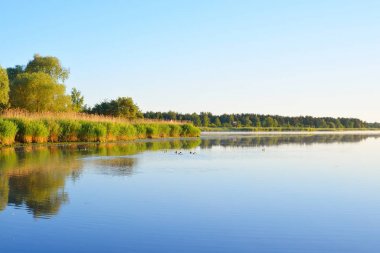 Sakin Gölde ördekler uzak bir sürü