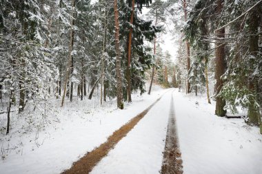 Küçük orman yolu üzerinde ilk kar