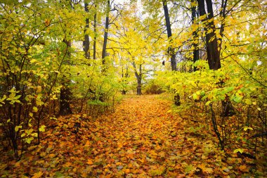Eski parkta bir sonbahar sokak