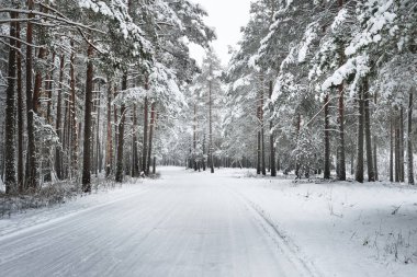 Asfaltsız kış orman yolu