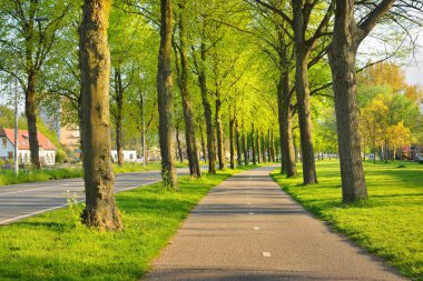 Güzel bisiklet yol ağaçlarıyla çevrili