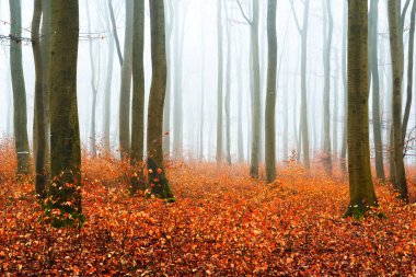 Sisli sonbahar Orman ağacı siluetleri ile