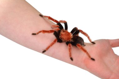 Birdeater tarantula spider Brachypelma boehmei