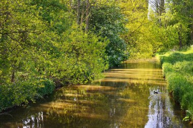 Bahar çalılar tarafından çevrili huzurlu kanal