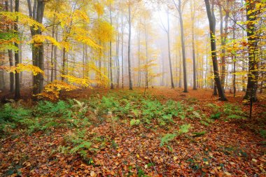 Gizemli sabah sis sonbahar bir ormanda