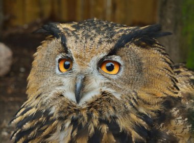 Doğal ortamda Avrasya kartal baykuş