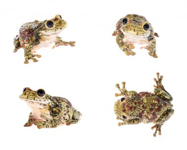 Kurbağa Trachycephalus nigromaculatus