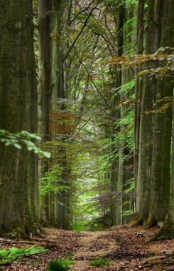 Yeşil bahar kayın ormanında geçit