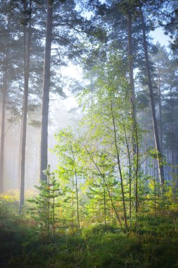 Yaprak döken orman sisli gündoğumu