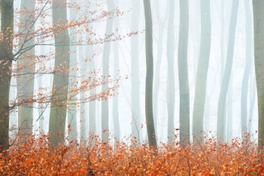 Sisli sonbahar Orman ağacı siluetleri ile