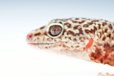 leopar gecko eublepharis macularius