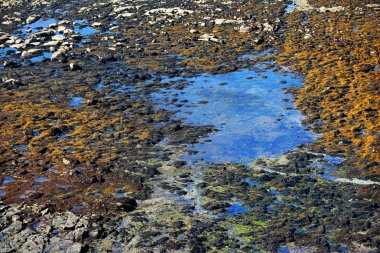 Okyanus kıyısında su birikintisi ve kaya dokusu
