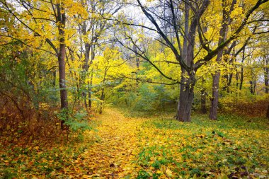 Eski parkta bir sonbahar sokak