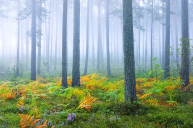Güzel yaprak döken orman sisli gündoğumu