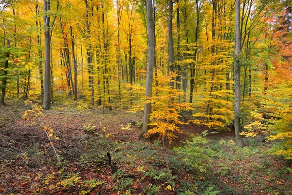 Beautiful beech tree forest in autumn — Stock Photo, Image
