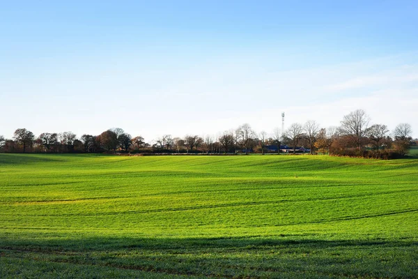 Bir orman ile gür yeşil tarım alanı