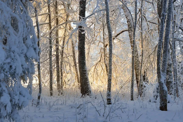 Kar ve kapalı orman kırağı