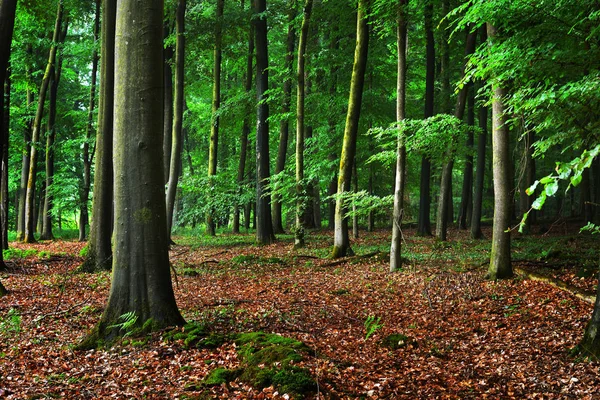 Foresta di faggio scuro con foglie cadute — Foto Stock