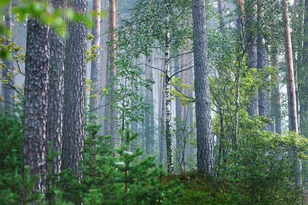 Mistige zonsopgang in de mooie bladverliezende wouden — Stockfoto