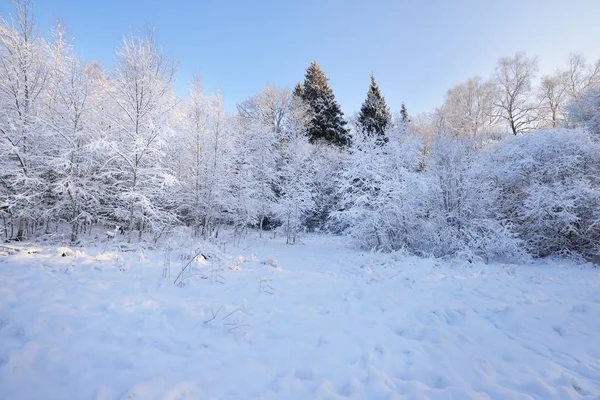 País das maravilhas do inverno em uma floresta mista — Fotografia de Stock
