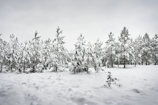 Kiefern im Winterwald — Stockfoto