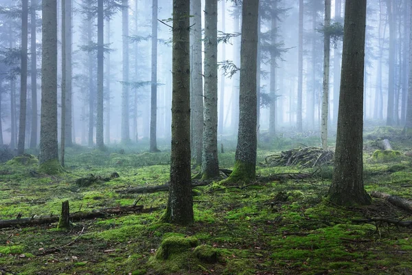 Тёмный и таинственный сосновый лес в тумане — стоковое фото