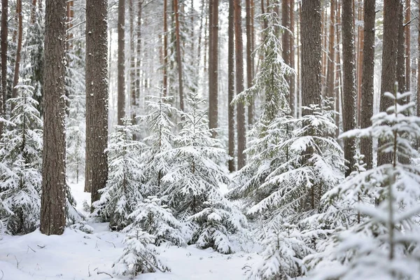 Snowcovered pine tree forest in winter — Stock Photo, Image