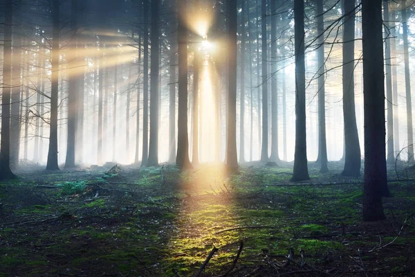 Sun rays in a foggy misterious forest