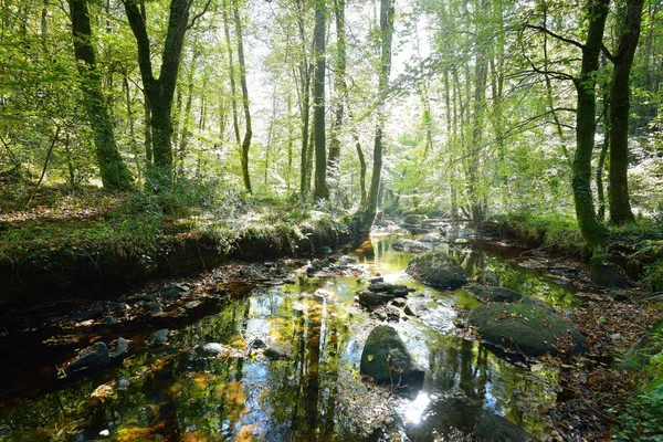 Small stream in a green deciduous forest — Stock Photo, Image