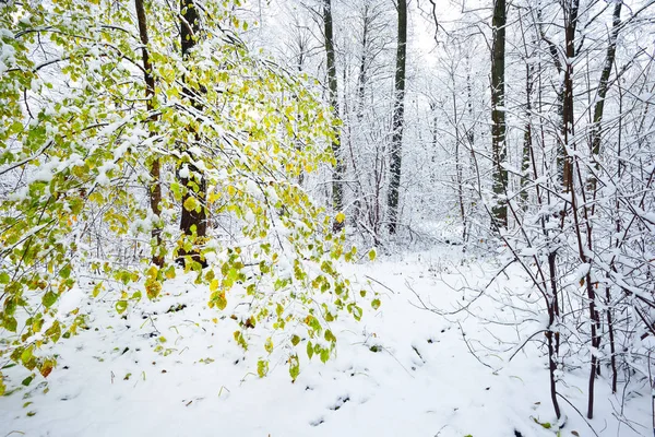 Bir orman içinde bir yeşil ağaç karla kaplı