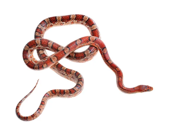 Colourful red exotic grass snake — Stock Photo, Image