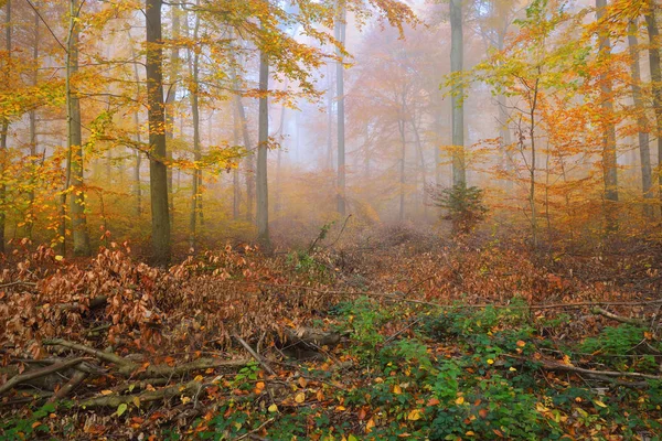 Gizemli sabah sis sonbahar bir ormanda
