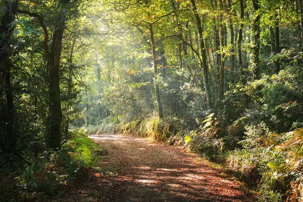 Gångvägen i en grön lövskog — Stockfoto