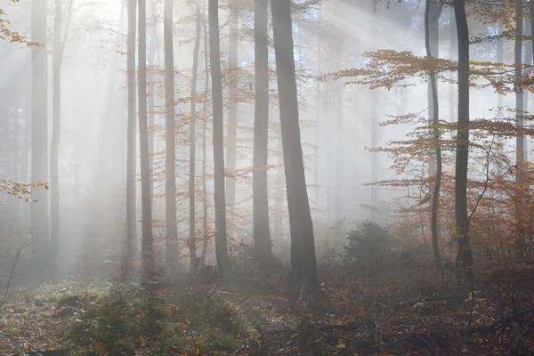 Mysterious morning fog in a autumn forest — Stock Photo, Image