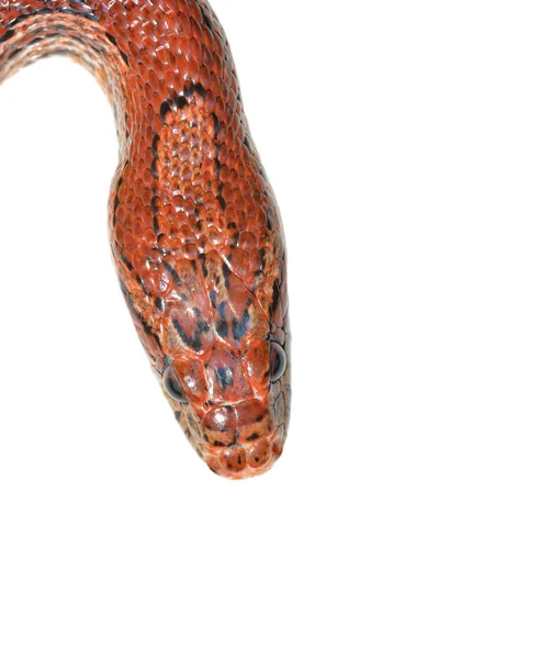 Cobra de grama exótica vermelha colorida — Fotografia de Stock