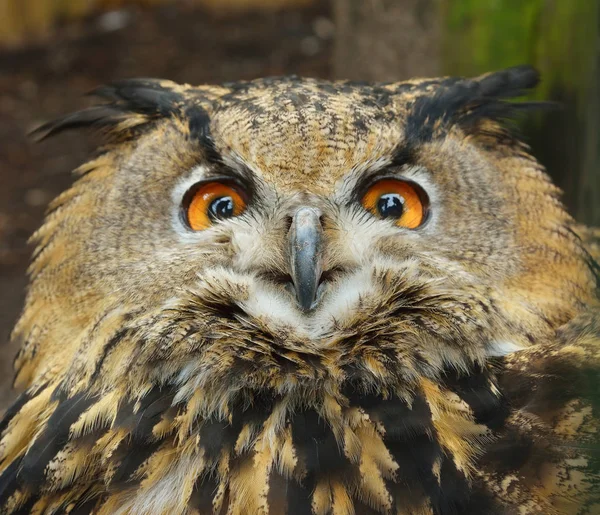 Eurasian eagle-owl in natural environment — Stock Photo, Image