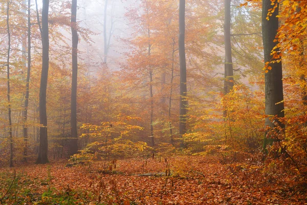 Gizemli sabah sis sonbahar bir ormanda — Stok fotoğraf