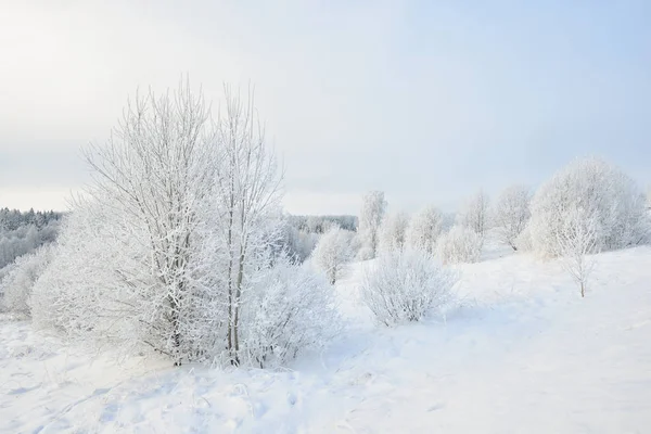 冬季仙境景观与雪和灌木丛 — 图库照片