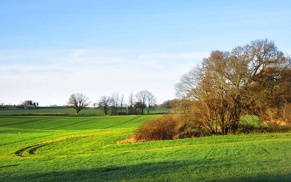 Bir orman ile gür yeşil tarım alanı