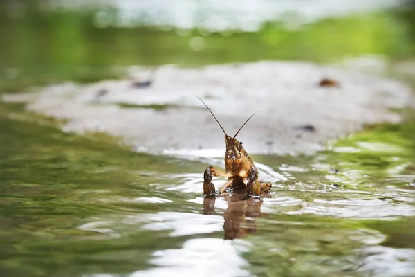 Amerikanischer Stachelbäckenkrebs in einem Waldfluss — Stockfoto