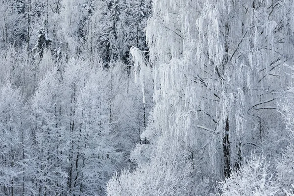 Neige et arbres couverts de rime — Photo