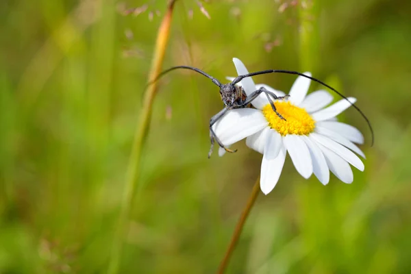 Insecto con largas antenas sentado en una margarita floreciente — Foto de Stock