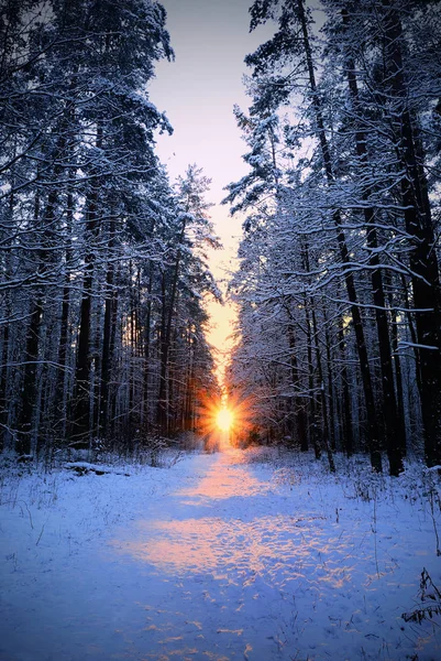 La forêt d'hiver et le soleil couchant au-dessus de la route — Photo