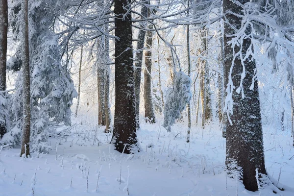 Χιόνι και πάχνη καλύπτονται δάσος — Φωτογραφία Αρχείου