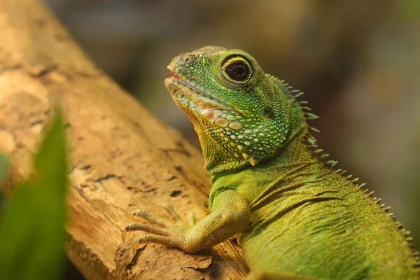 Asya su dragon doğal ortamda