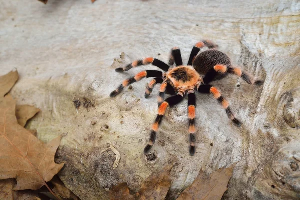 Birdeater tarantula spider Brachypelma smithi — 图库照片