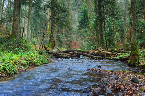 Sonbahar bir çam ormanı içinde küçük nehir